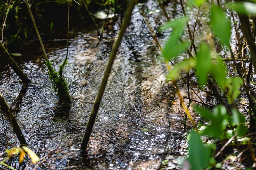 sauberes Wasser, AWV WW :: Foto © Helmut Bolesch